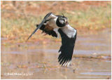 Northern Lapwing