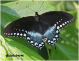 <h5><big>Spicebush Swallowtail-Female<br></big><em>Pterourus troilus</h5></em>