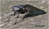 Black Horse Fly