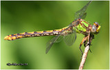 Appalachian Snaketail-Female