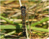 Blue Dasher-Female