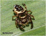 Jumping Spider