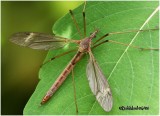 Cranefly-Female