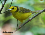 Hooded Warbler-Female