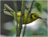 Hooded Warbler-Female