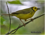 Hooded Warbler-Female