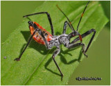 Assassin Bug-Nymph