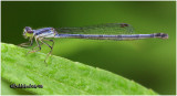 Eastern Forktail-Female