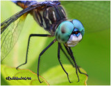 Blue Dasher-Male