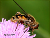 Syrphid Fly-Male