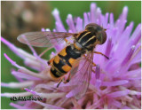 Syrphid Fly-Male