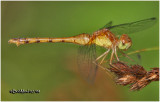 Yellow-legged Meadowhawk-Female