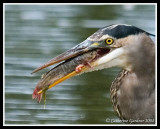 GBH With Dinner