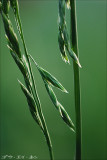 010608 grass