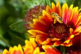 Flower with Bee  ~  September 28  [16]