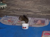 100_2236.jpg