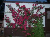 100_2335.jpg