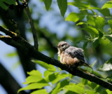 Kleiber / Eurasian Nuthatch