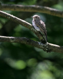 Grauschnpper / Spotted Flycatcher