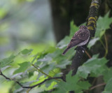 Grauschnpper / Spotted Flycatcher