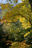 Herbstleuchten an der Linth