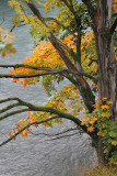 Baum an der Linth