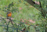 Rotkehlchen / European Robin