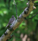 Grauschnpper / Spotted Flycatcher