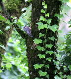 Kleiber / Eurasian Nuthatch