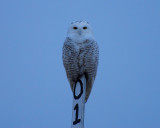 snowy owl 2008_1128Image0051.jpg