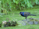 Common Grackle with bug