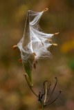 Milkweed Seeds