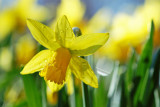 Dafodil