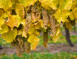 Icewine Grapes