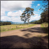 The Stockyard Tree