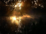 Ducks at Dawn