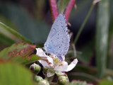 Tosteblvinge - Holly blue (Celastrina argiolus)