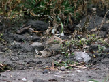 Svartstrupig jrnsparv - Black-throated Accentor (Prunella atrogularis)
