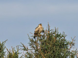 Stpprn - Steppe Eagle (Aquila nipalensis)