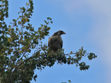 Stpprn - Steppe Eagle (Aquila nipalensis)