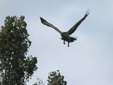 Stpprn - Steppe Eagle (Aquila nipalensis)
