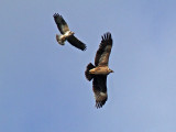 Stpprn - Steppe Eagle (Aquila nipalensis)