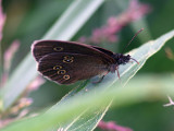 Luktgrsfjril - Ringlet (Aphantopus hyperantus)