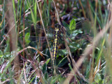 Strre sjtrollslnda - Black-tailed Skimmer (Orthetrum cancellatum)