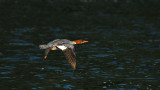 Merganser flying over Feather River.jpg