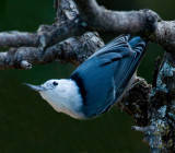 white breasted Nuthatch