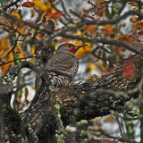 another wood pecker.jpg