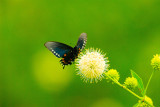 Butterfly in Riverbend park.jpg