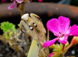 Preying Mantis on Lindas flower.jpg