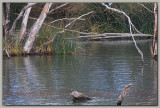 On the river